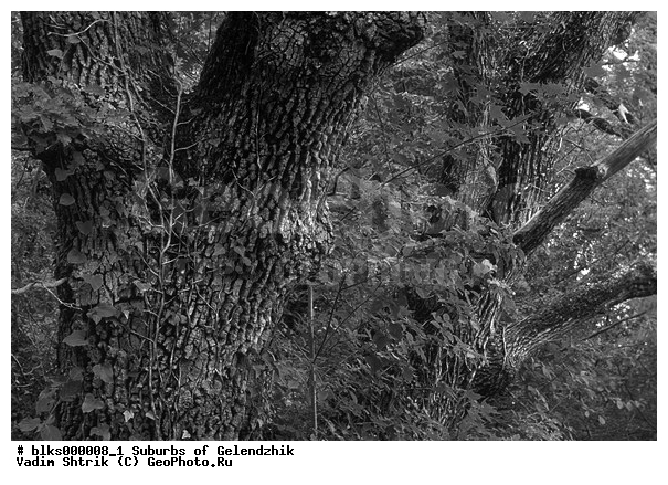 ������, ����������� ����������, �����, �����-�����