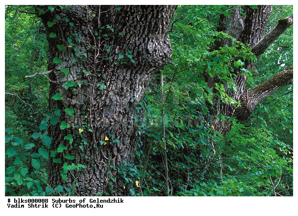 ������, ������ ����, ������, ����������� ����������, ����, �����, ������������ ���������, ������ ����