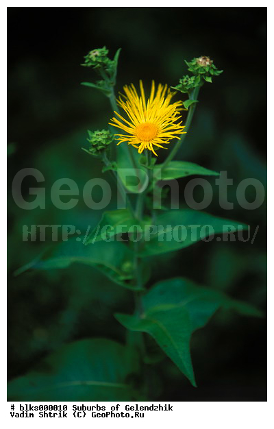 ������, ����������� ����������, �����, ������������ ���������, ������ ����