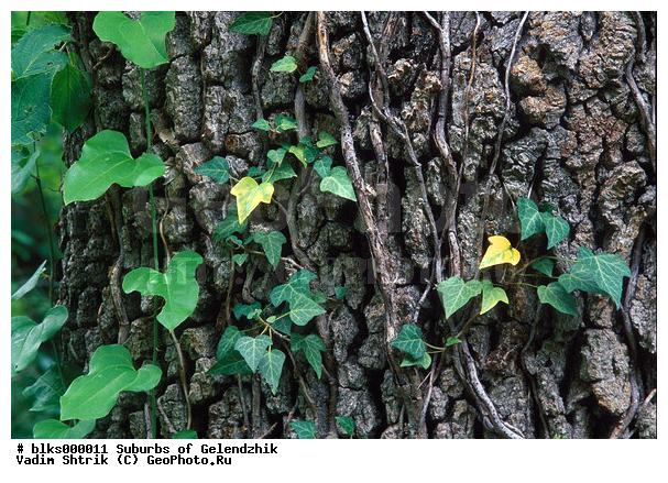 ������, ������, �������, ����������� ����������, ����, �����, ������������ ���������, ������ ����