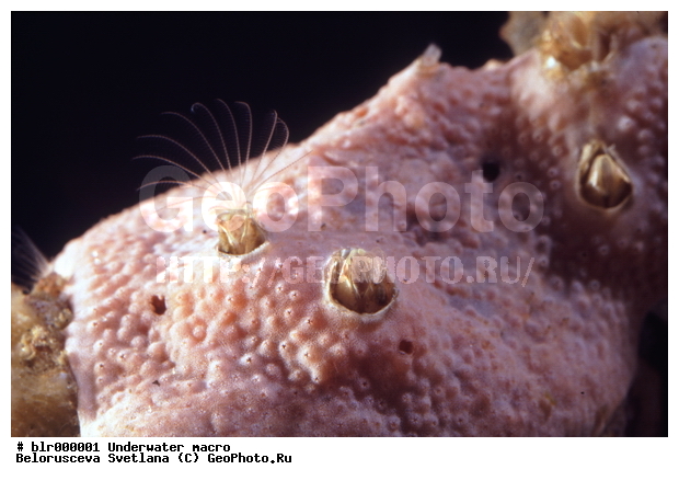 ����� ����, ����������� �����������, �������, ��������������, ������������ �������