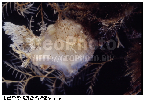 �������, ����� ����, ����������� �����������, �������, ��������������