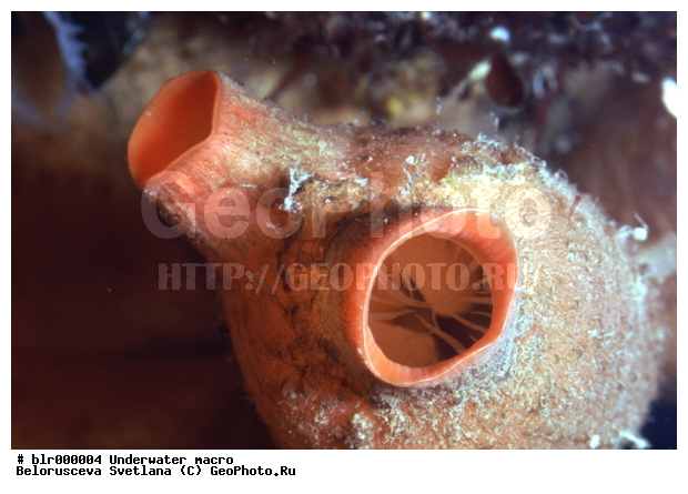 �������, ����� ����, ����������� �����������, �������, ��������������