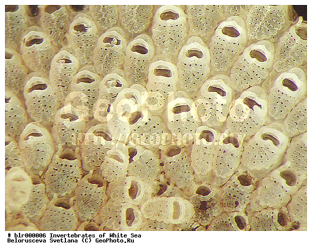 ����� ����, ������������ ������, ����������� �����������, ��������������, ������������ ������