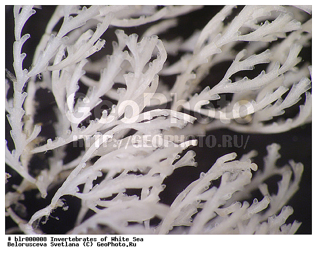 ����� ����, ������������ ������, ����������� �����������, ��������������