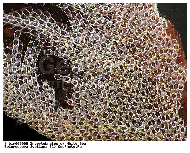 ����� ����, ������, ����������� �����������, ��������������