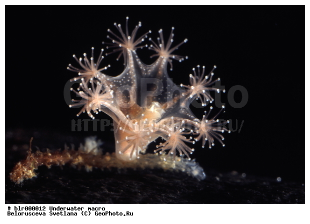 ����� ����, ����������������, ����������� �����������, ��������������, ���������� ������