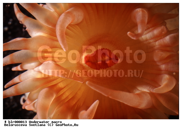 ����� ����, ����������� �����������, �������, ��������������