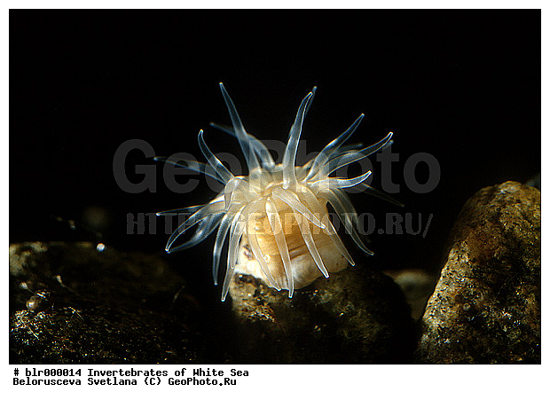 ����� ����, ����������� �����������, �������, ��������������