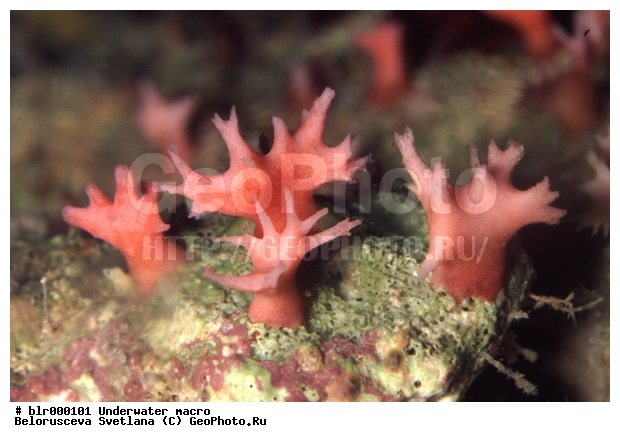 ����������� �����������, ��������������, ����������, ������������