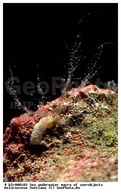 ����������� �����������, ��������������, ����������, ������������