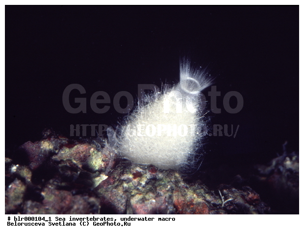 ����� ����, ��������������, �����, ��������, �����������, ������� ��������, ���������