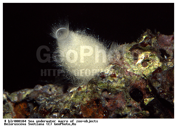 ����������� �����������, ��������������, �����, ��������� ���������