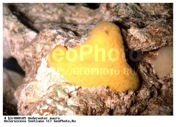 ���������, ����������� �����������, ��������������, �����, ���������