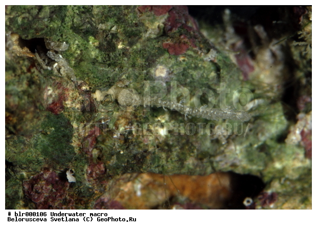 ���������, ����������� �����������, ��������������, ���������� ������, �������, �������, ����������������, ����, ���������