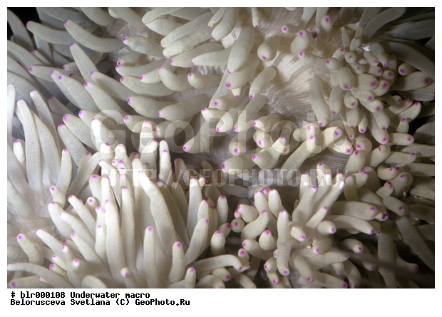 ���������, ����������� �����������, �������, ��������������, �������, �������, ����������������, ����, ���������