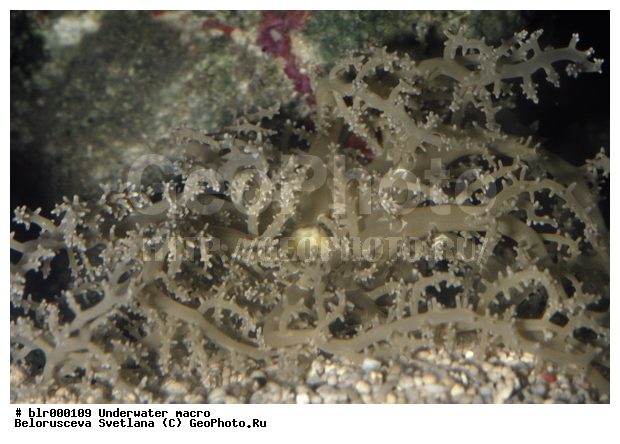 ���������, ����������� �����������, �������, ��������������, �������, �������, ����������������, ����, ���������