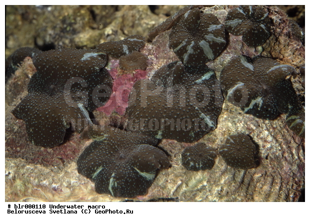 ����������� �����������, �������, ��������������, �������, ����������������, ����, ���������, ���������