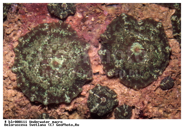 ����������� �����������, �������, ��������������, �������, ����������������, ����, ���������, ���������