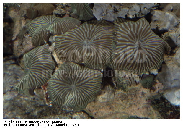 ����������� �����������, ��������������, �������, ������������, ����������������, ����, ���������, ���������