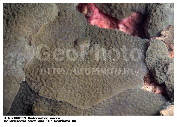 ����������� �����������, ��������������, �������, ������������, ����, ���������, ���������