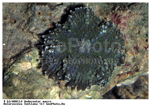 ����������� �����������, ��������������, �������, ������������, ����������������, ����, ���������, ���������