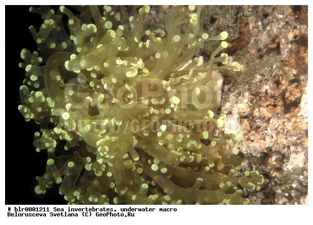 ��������������, ��������, ����������������, ������������ �������, �����������, ������� ��������, ���������, ������������, ������� �������