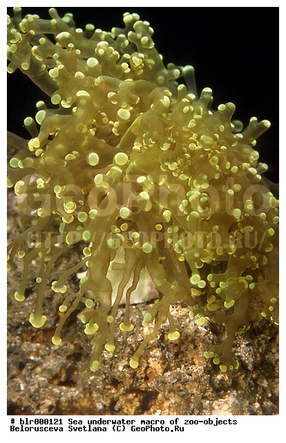 ����������� �����������, ��������������, �������, ����������������, ������������ �������, ����, ���������, ���������, ������������, ������� �������