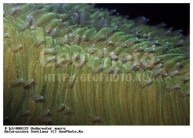 ����������� �����������, ��������������, �������, ����������������, ������������ �������, ����, ���������, ���������, ������������, ������� �������