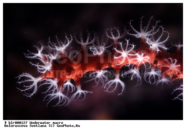 ����������� �����������, ��������������, ����������, �������, ����������������, ����, ���������, ���������