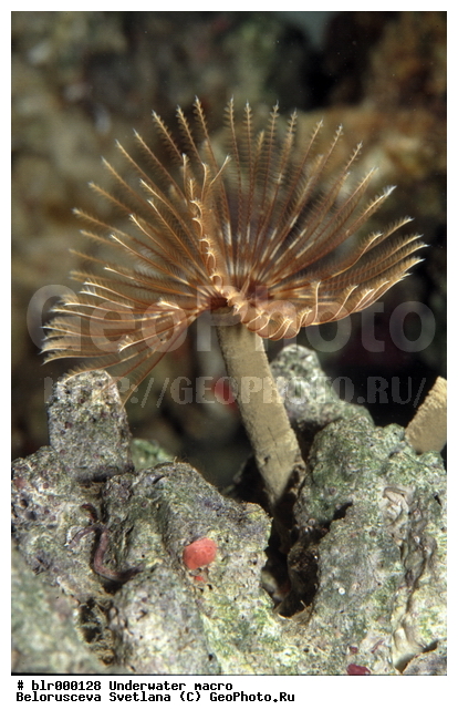 ����������� ������, ��������������, �������, ����, ���������, ���������, ��������