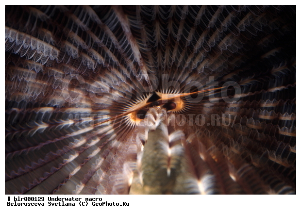 ����������� �����������, ��������������, �������, ����, ���������, ���������, ��������