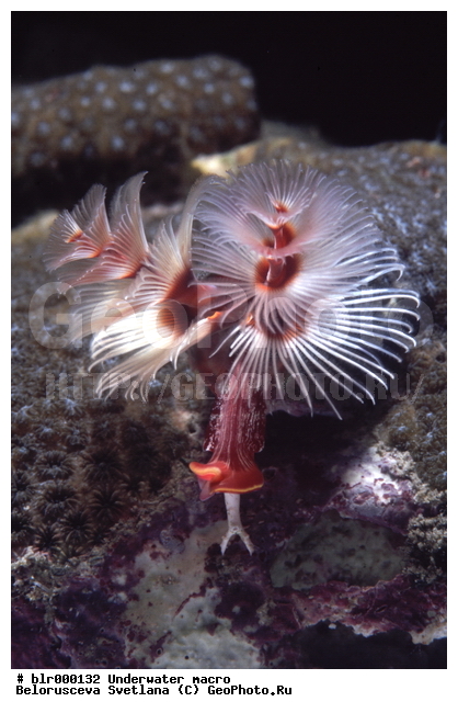 ����������� �����������, ��������������, �������, ����, ���������, ���������, ��������