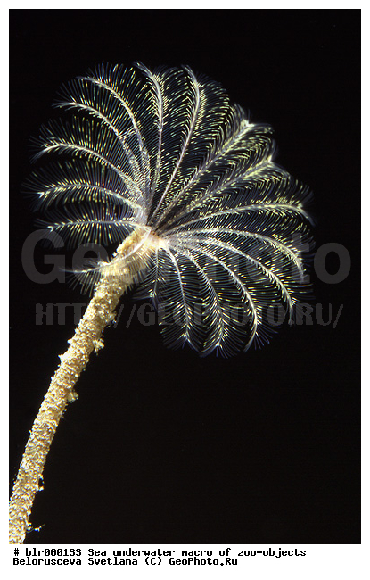 ����������� �����������, ��������������, �������, ����, ���������, ���������, ��������