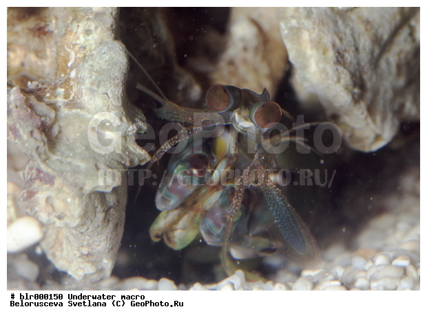 ����������� �����������, ��������������, �������, �������, ����, ������� ��������, ���������, ���������, ������������