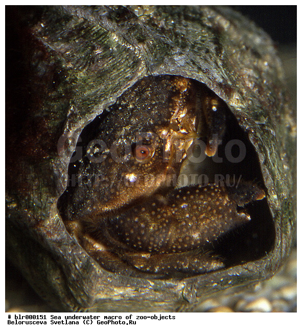 ���������, �������, �������, �����, ����, ���������, ������������