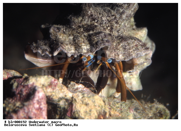 ����������� �����������, ��������������, �������, �������, ����, ������� ��������, ���������, ���������, ���-���������, ������������