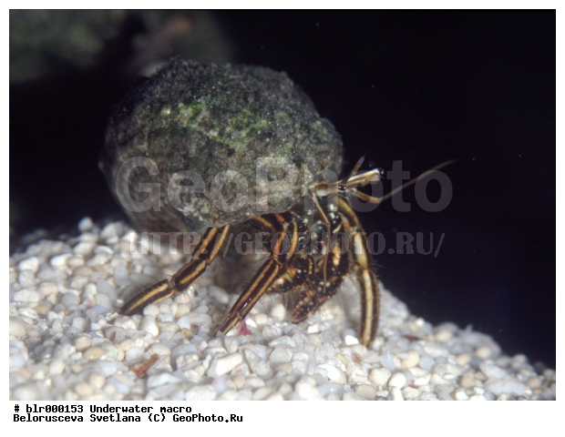 ��������������, �������, �������, ����, ������� ��������������, ������� ��������, ���������, ���������, ���-���������, ������������