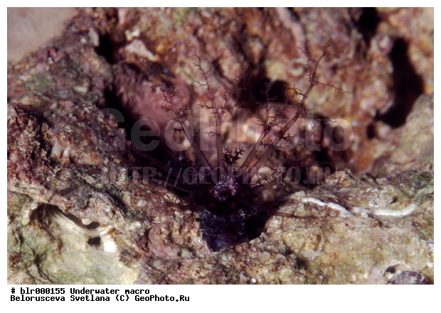 ����������� �����������, ��������������, �������, ���������, �������, ���������, ����, ������� ��������, ���������, ���������