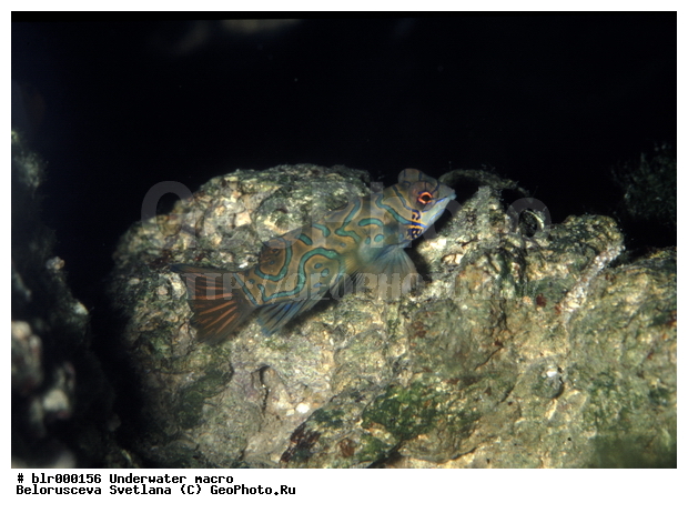 ����������� �����������, �������, �������, ����, ������� ����, ������� ��������, ���������, ���������, ����-����������