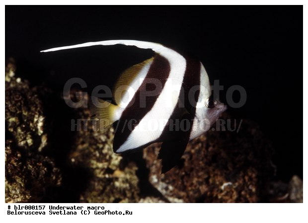 ����������� �����������, �������, �������, ����, ������� ����, ������� ��������, ���������, ���������