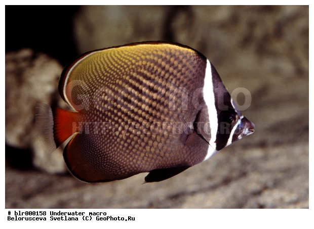 ����������� �����������, �������, �������, ����, ������� ����, ������� ��������, ���������, ���������, ����-�������