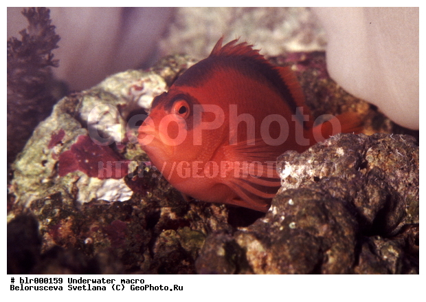 ����������� �����������, �������, �������, ����, ������� ����, ������� ��������, ���������, ���������