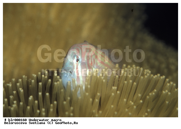 ���������, �������, �������, ����, ���������