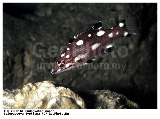 ���������, �������, �������, ����, ������� ����, ���������