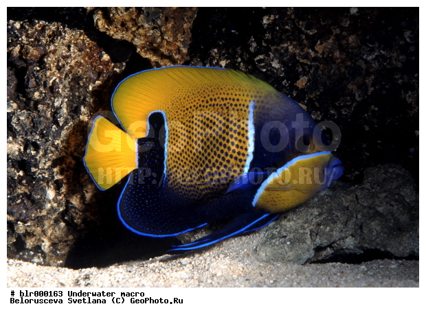 ���������, �������, �������, ����, ���������