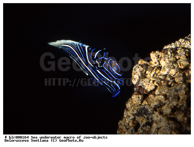 ���������, �������, �������, ����, ������� ����, ���������