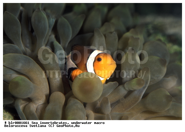 ��������, �����������, ������� ��������, ������� ����, ���������, ����-������