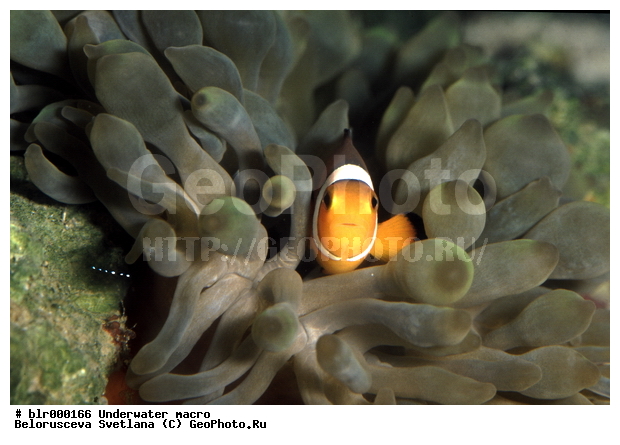 ���������, �������, �������, ����, ������� ����, ���������, ����-������