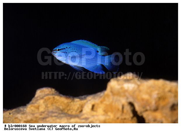 ���������, �������, �������, ����, ������� ����, ���������